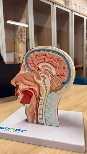 Psicologia e Neurociência: alunos exploram o diencéfalo em aula prática no Laboratório de Anatomia - FEMA